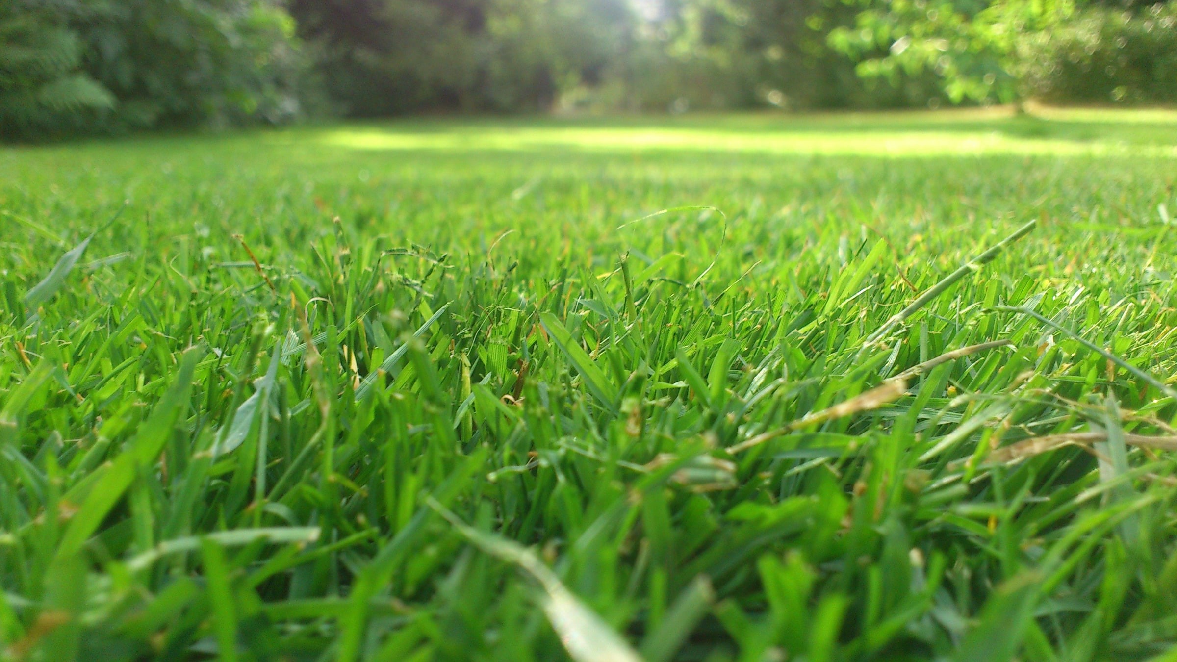 Close-up of healthy green lawn grass blades