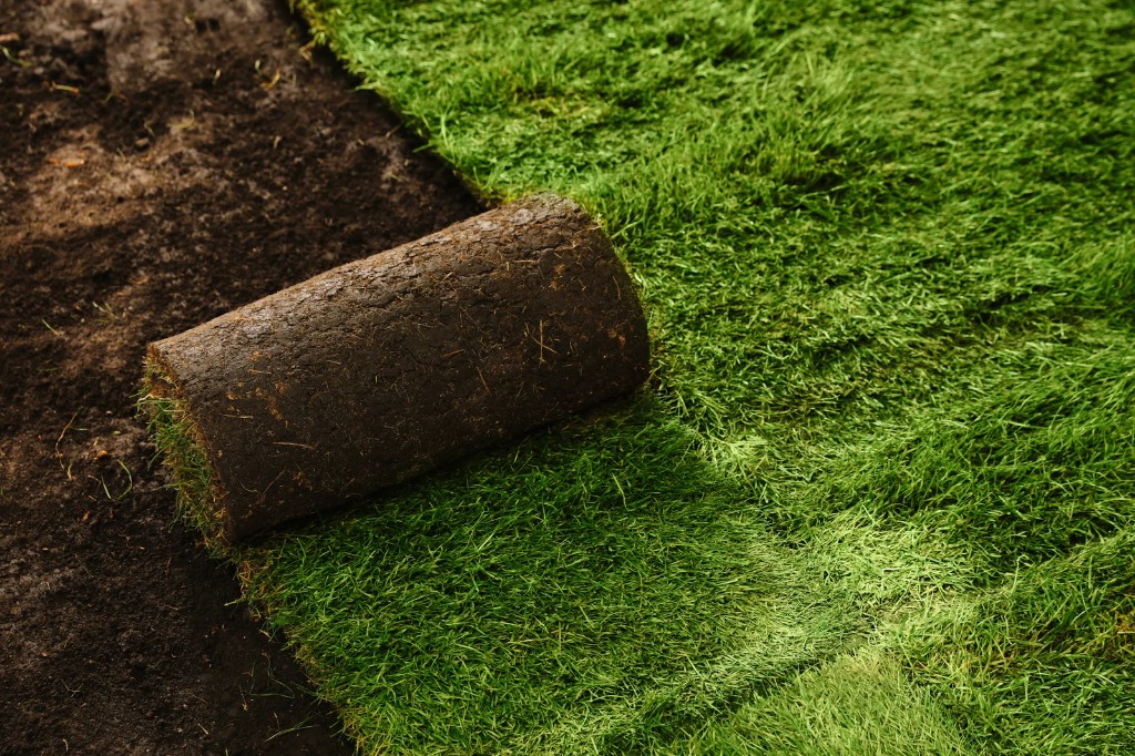 Roll of fresh sod being laid onto prepared soil beside newly installed turf strips