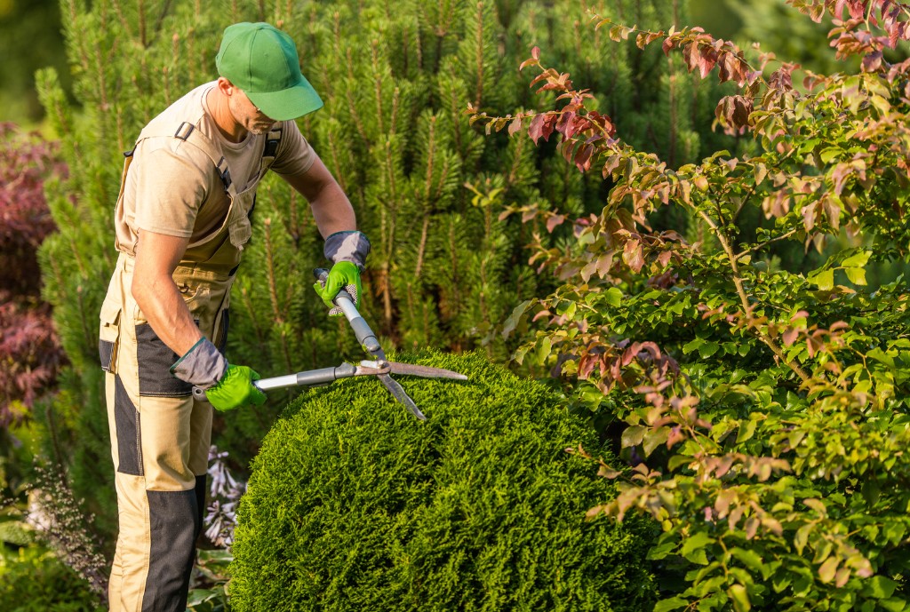 Landscaper using hedge shears to trim a round ornamental shrub
